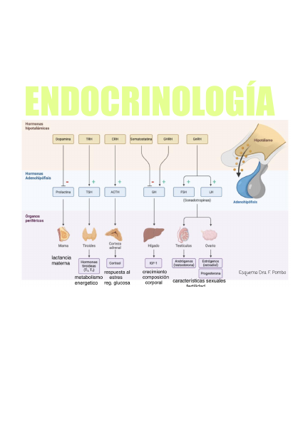 Portada de Endocrinología